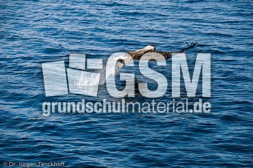 Seeadler (10 von 11).jpg